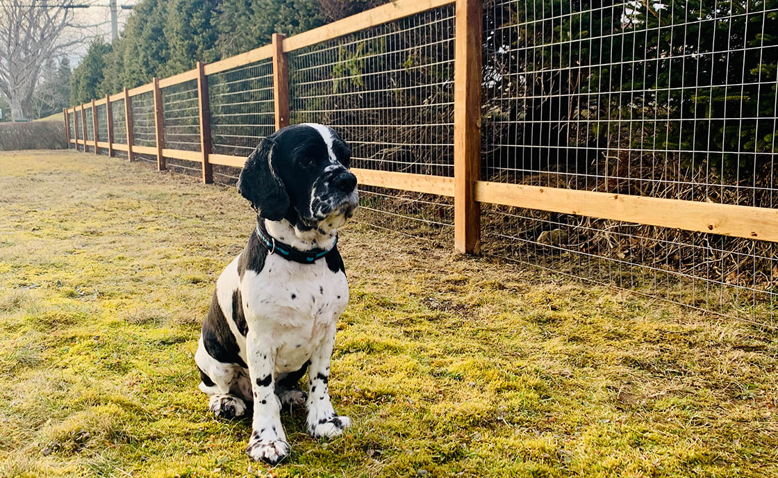 My Dog Vector, English COcker